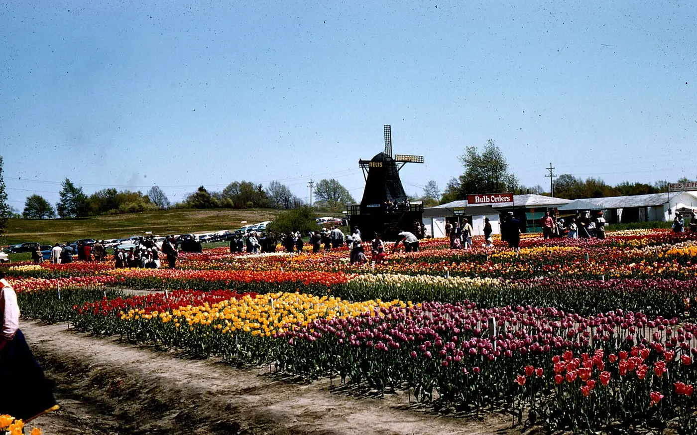 Nelis Nurseries windmill and Bulb Orders sign, Holland Michigan